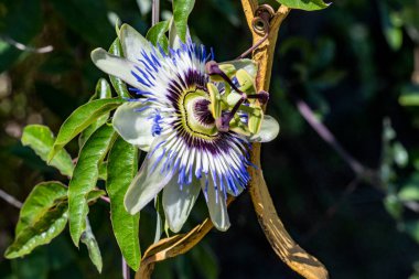 Bahçedeki güzel çiçekler çiçek tarhında 