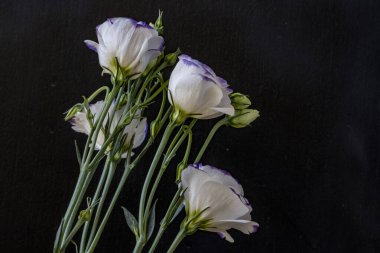 Güzel Eustoma çiçeklerini kapat. 