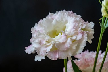 Güzel Eustoma çiçeklerini kapat. 