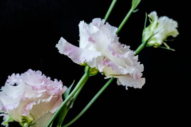 Güzel Eustoma çiçeklerini kapat. 