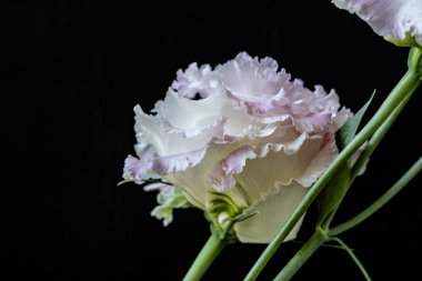 Güzel Eustoma çiçeklerini kapat. 