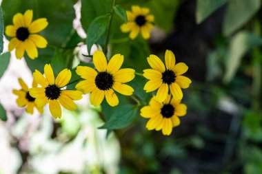Bahçedeki güzel çiçekler çiçek tarhında 