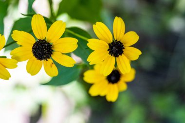 Bahçedeki güzel çiçekler çiçek tarhında 
