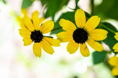 Bahçedeki güzel çiçekler çiçek tarhında 