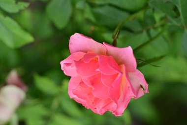 güzel kırmızı gül bahçesinde yakın up 