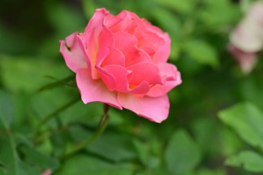 güzel kırmızı gül bahçesinde yakın up 