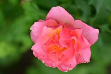 güzel kırmızı gül bahçesinde yakın up 