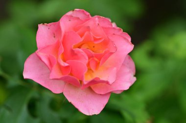 güzel kırmızı gül bahçesinde yakın up 