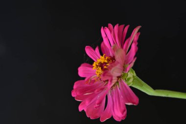 Siyah üzerine güzel bir zinnia çiçeği yakın çekim