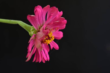 Siyah üzerine güzel bir zinnia çiçeği yakın çekim