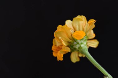 Siyah üzerine güzel bir zinnia çiçeği yakın çekim