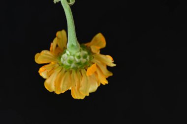 Siyah üzerine güzel bir zinnia çiçeği yakın çekim