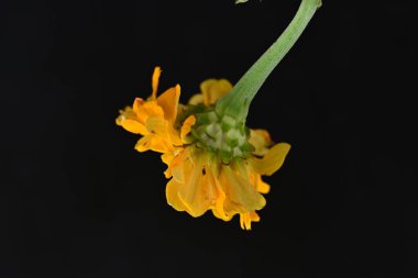 Siyah üzerine güzel bir zinnia çiçeği yakın çekim