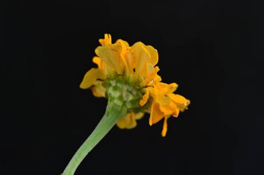 Siyah üzerine güzel bir zinnia çiçeği yakın çekim