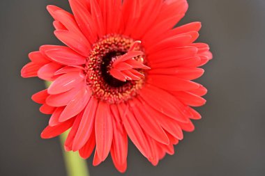 Siyah arkaplanda kırmızı gerbera çiçeği 