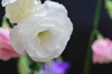 Güzel Eustoma çiçeklerini kapat. 