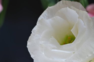 Güzel Eustoma çiçeklerini kapat. 