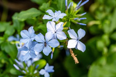 Bahçedeki güzel çiçekler çiçek tarhında 