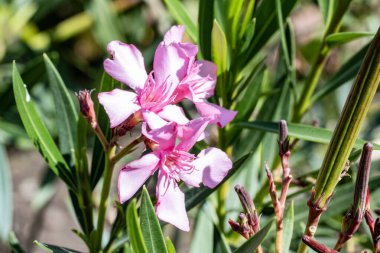 Bahçedeki güzel çiçekler çiçek tarhında 
