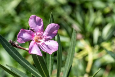 Bahçedeki güzel çiçekler çiçek tarhında 
