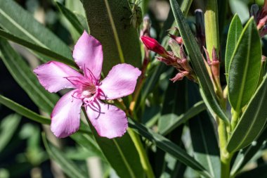 Bahçedeki güzel çiçekler çiçek tarhında 