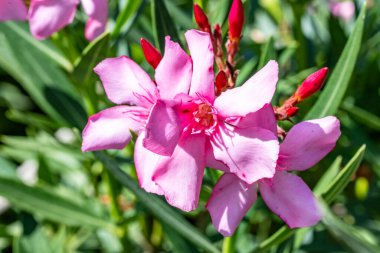Bahçedeki güzel çiçekler çiçek tarhında 