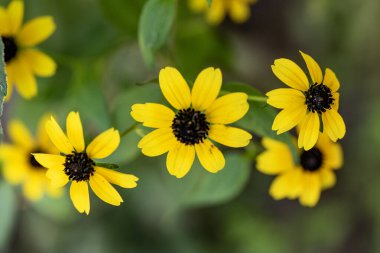 Bahçedeki güzel çiçekler çiçek tarhında 