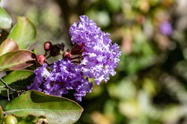 Bahçedeki güzel çiçekler çiçek tarhında 
