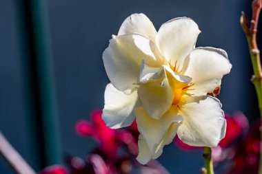 Bahçedeki güzel çiçekler çiçek tarhında 