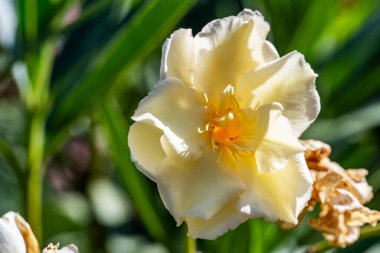 Bahçedeki güzel çiçekler çiçek tarhında 