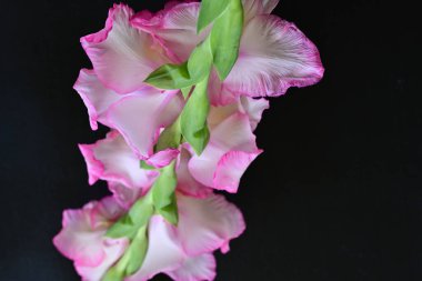 Siyah arkaplanda gladiolus çiçekleri yakın plan