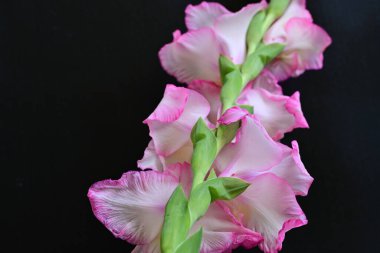Siyah arkaplanda gladiolus çiçekleri yakın plan