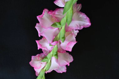 Siyah arkaplanda gladiolus çiçekleri yakın plan