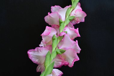 Siyah arkaplanda gladiolus çiçekleri yakın plan