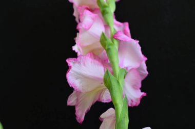 Siyah arkaplanda gladiolus çiçekleri yakın plan