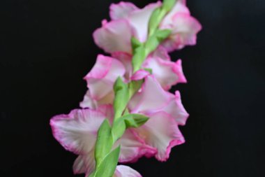 Siyah arkaplanda gladiolus çiçekleri yakın plan