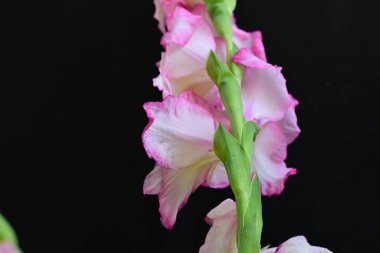 Siyah arkaplanda gladiolus çiçekleri yakın plan