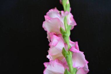 Siyah arkaplanda gladiolus çiçekleri yakın plan