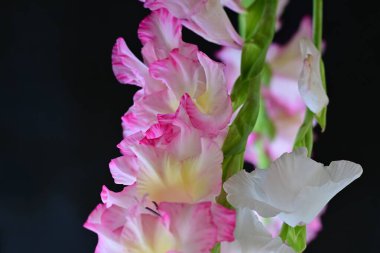 Siyah arkaplanda gladiolus çiçekleri yakın plan