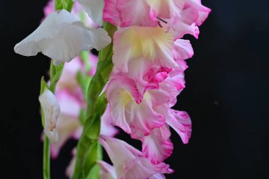 Siyah arkaplanda gladiolus çiçekleri yakın plan