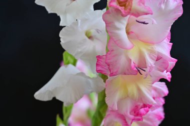 Siyah arkaplanda gladiolus çiçekleri yakın plan