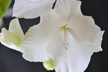 Siyah arkaplanda gladiolus çiçekleri yakın plan