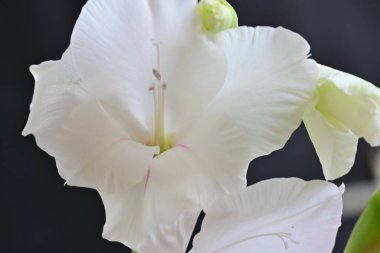 Siyah arkaplanda gladiolus çiçekleri yakın plan