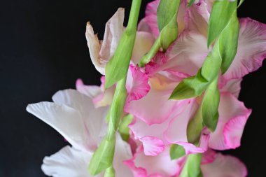 Siyah arkaplanda gladiolus çiçekleri yakın plan