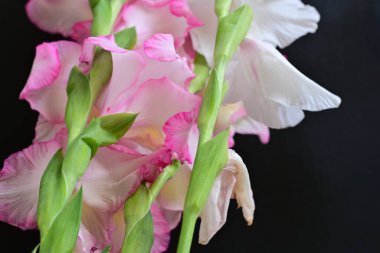 Siyah arkaplanda gladiolus çiçekleri yakın plan