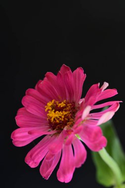 Siyah üzerine güzel bir zinnia çiçeği yakın çekim