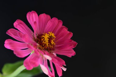 Siyah arkaplanda pembe çiçeği kapat 