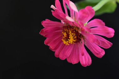 Siyah arkaplanda pembe çiçeği kapat 