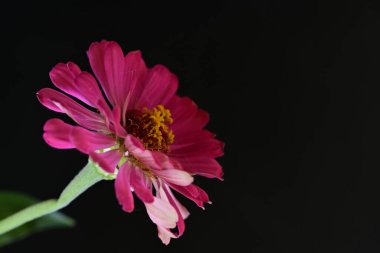 Siyah arkaplanda pembe çiçeği kapat 