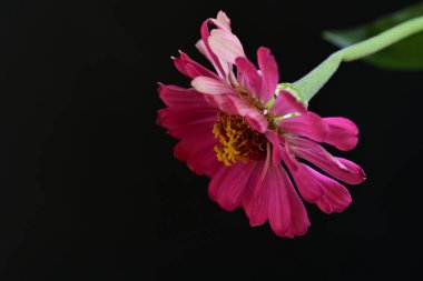 Siyah arkaplanda pembe çiçeği kapat 